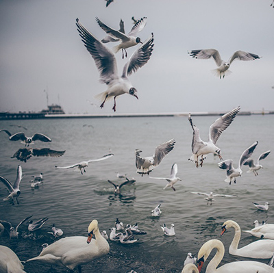 Birds