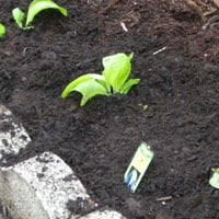 1st Choice Fertilizer.jpg