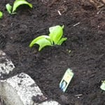 1st Choice Fertilizer.jpg