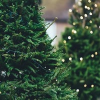 CHristmas Trees.jpg
