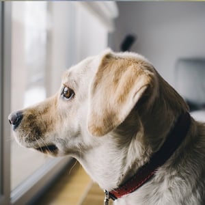 Halloween_Dogs_Good_CitiZen_Dog_Training_BizX_Blog