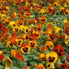 Zenith_Holland_Gardens.jpg